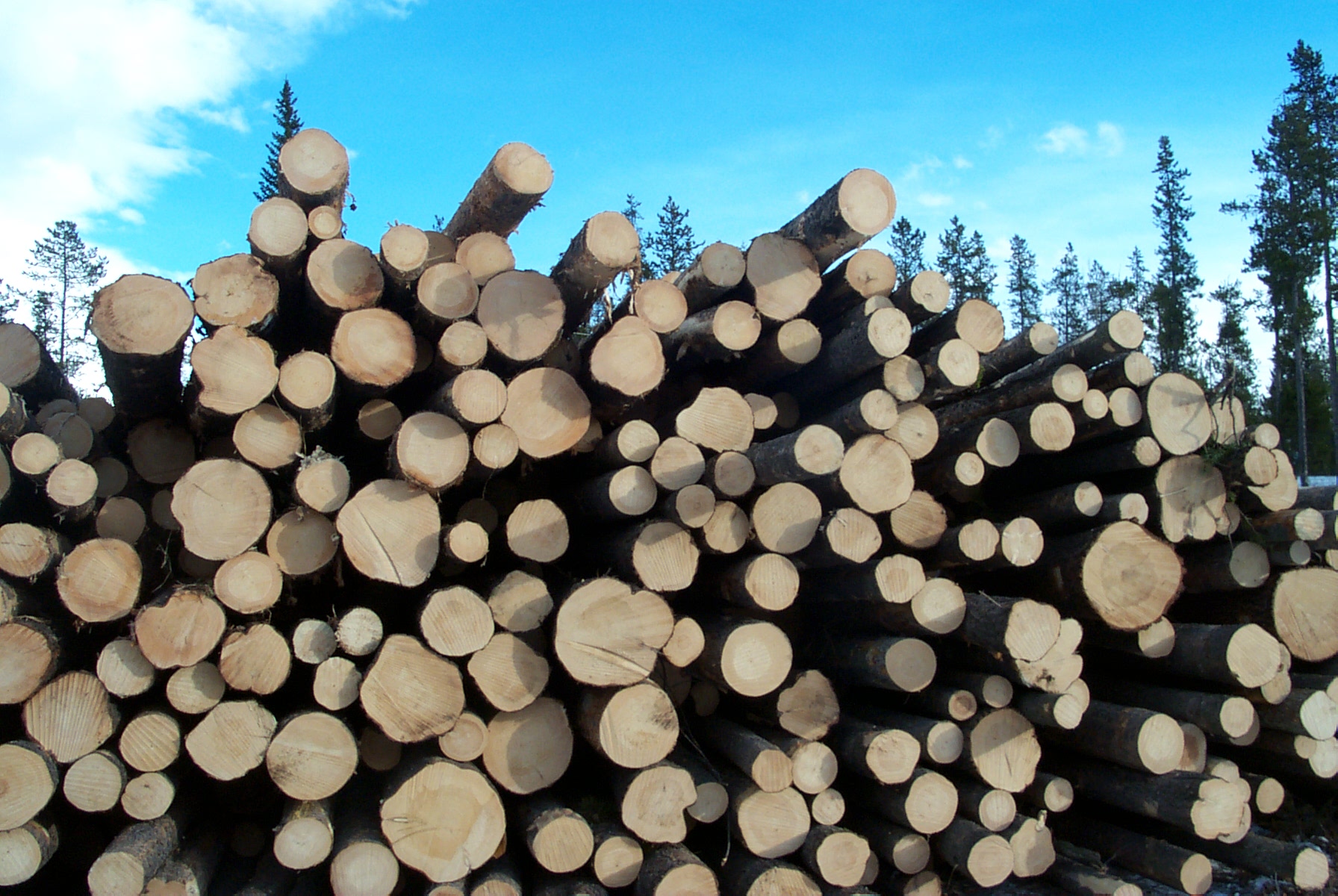 Logging Reporting Software
